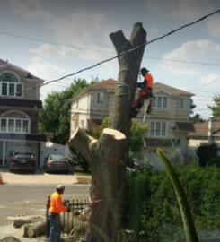 Johnny’s Tree Service