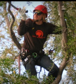 Living Tree Service