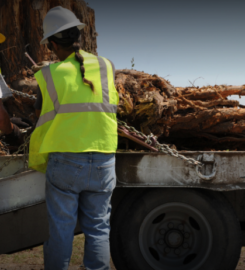 Tree Service Surprise