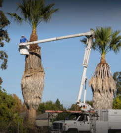 Jason’s Tree Service