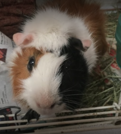 Superior Pet Services