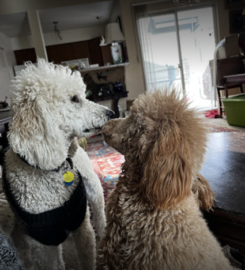 Pet-Unity Pet Services