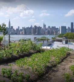 Eagle Street Rooftop Farm