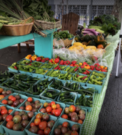 Red Hook Farms – Columbia Street Farm