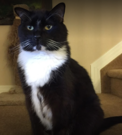 Superior Pet Services