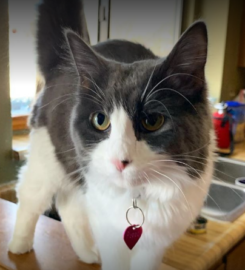 Pet-Unity Pet Services