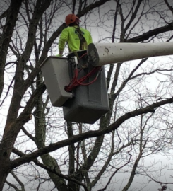 Brooklyn Tree Service