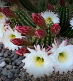 Victor’s Landscaping Inc.