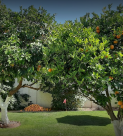 Living Tree Service